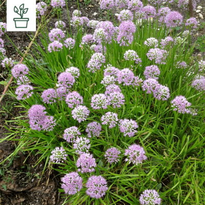 BIO Berg Lauch – Allium lusitanicum (im Topf)