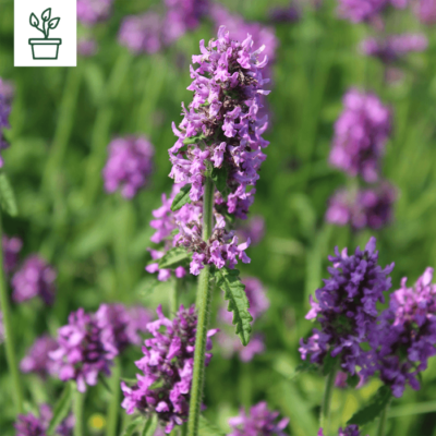 BIO Dichtblütiger Ziest – Betonica officinalis (im Topf)