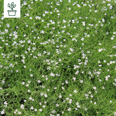 BIO Felsennelke – Petrorhagia saxifraga (im Topf)