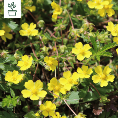 BIO Frühlings-Fingerkraut – Potentilla neumanniana (im Topf)