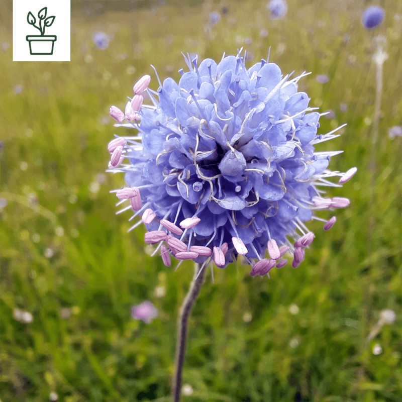 BIO Gewöhnlicher Teufelsabbiss – Succisa pratensis (im Topf)