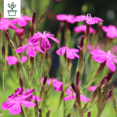 BIO Heide-Nelke – Dianthus deltoides (im Topf)
