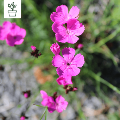 BIO Eigentliche Kartäuser Nelke – Dianthus carthusianorum (im Topf)