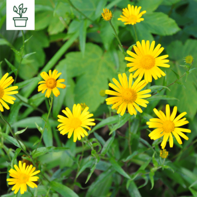 BIO Ochsenauge – Buphthalmum salicifolium (im Topf)