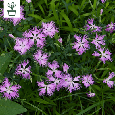 BIO Pracht-Nelke – Dianthus suberbus (im Topf)