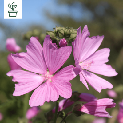 BIO Rosenmalve – Malva alcea (im Topf)