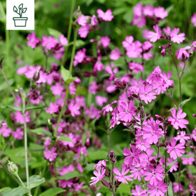 BIO Rote Lichtnelke – Silene dioica (im Topf)