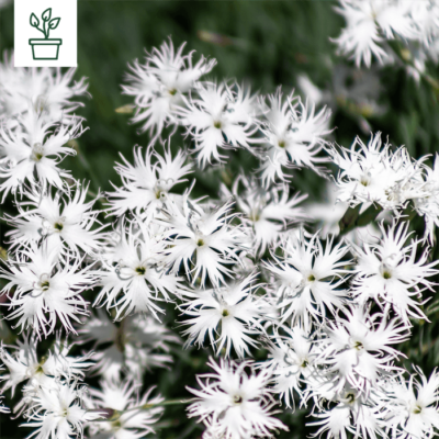 BIO Sand-Nelke – Dianthus serotinus (im Topf)