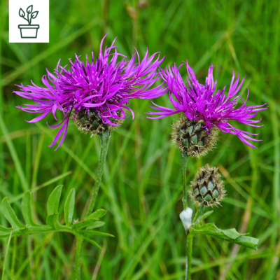 BIO Skabiosen-Flockenblume – Centaurea scabiosa (im Topf)
