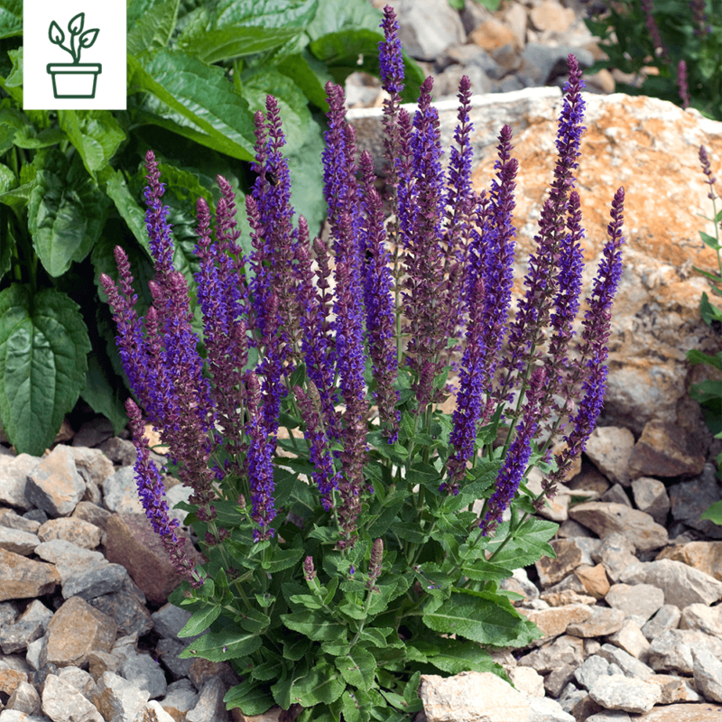 BIO Steppen-Salbei – Salvia nemorosa (im Topf)