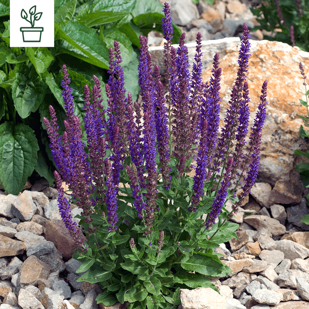 BIO SteppenSalbei Salvia nemorosa (im Topf) Samen Maier