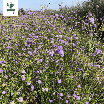 BIO Südliche Skabiose – Scabiosa triandra (im Topf)