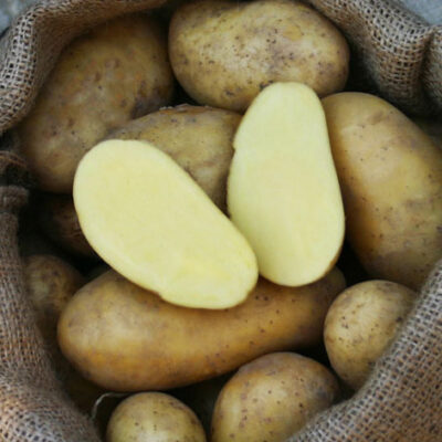 BIO Kartoffeln Annabelle (festkochend, sehr früh)