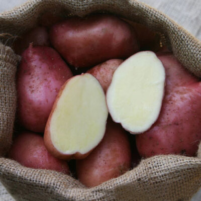 BIO Kartoffeln Desiree (festkochend, mittelfrüh)
