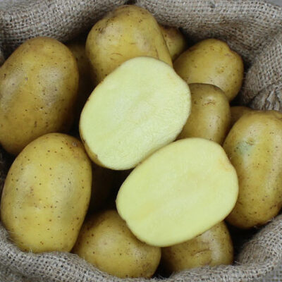 BIO Kartoffeln Gunda (mehligkochend, früh)