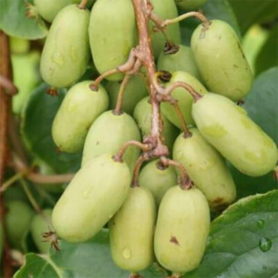 Bio-Kiwi „Super Jumbo“