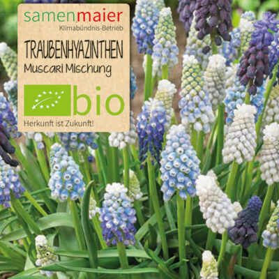 BIO Traubenhyazinthen - Muscari Mischung