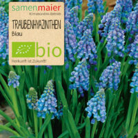 BIO Traubenhyazinthen - Muscari Mischung