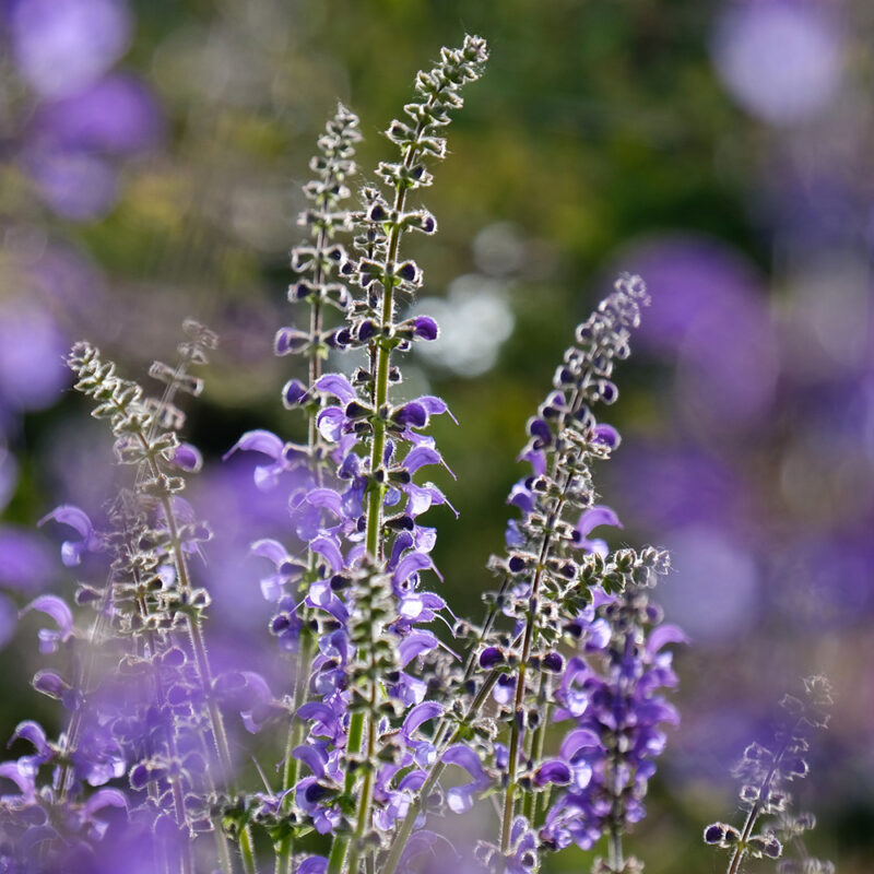 BIO Steppen-Salbei – Salvia nemorosa (im Topf) – Bild 4