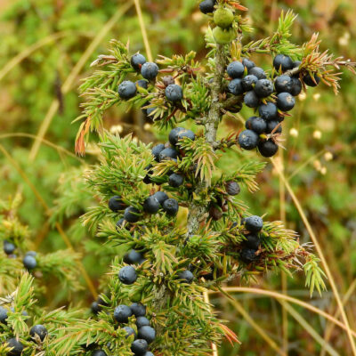 Bio-Wacholder „Silva Nortica“