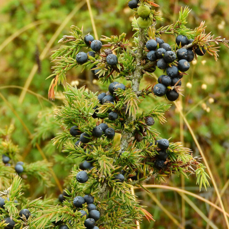 Bio-Wacholder „Silva Nortica“