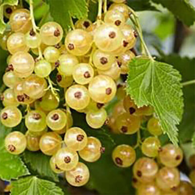Bio-Weiße Johannisbeere „Weiße Versailler“