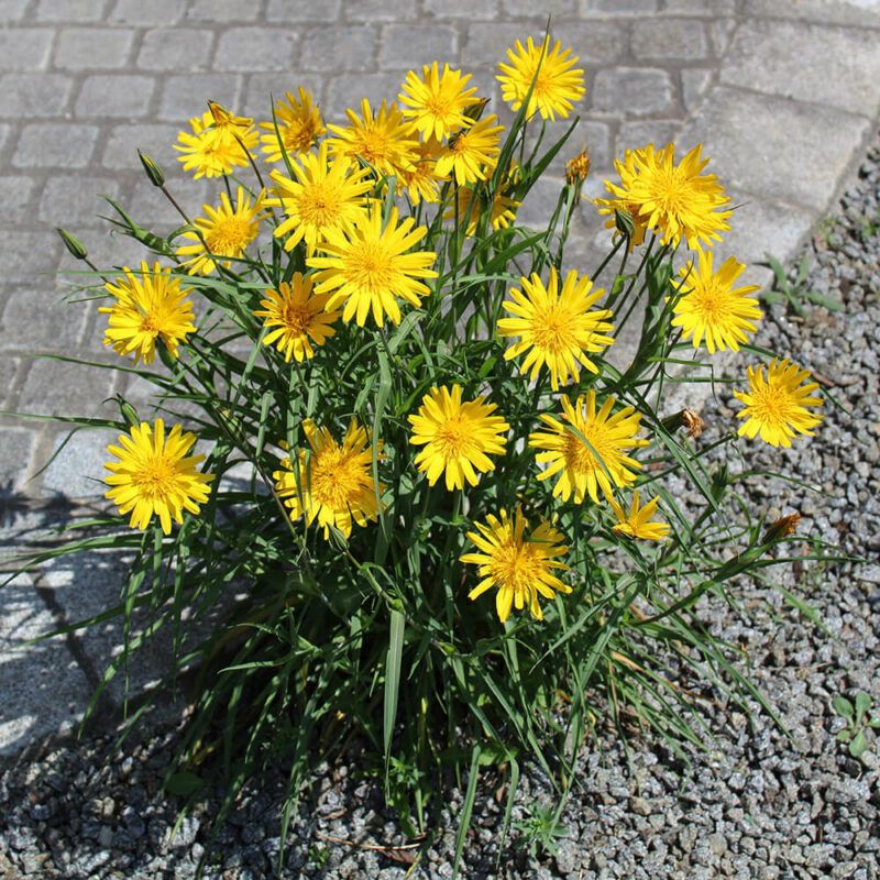 BIO Großer Wiesen-Bocksbart – Tragopogon orientalis (im Topf) – Bild 2