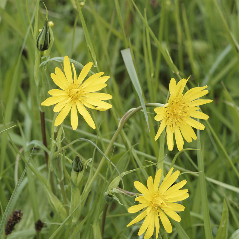 BIO Großer Wiesen-Bocksbart – Tragopogon orientalis (im Topf)