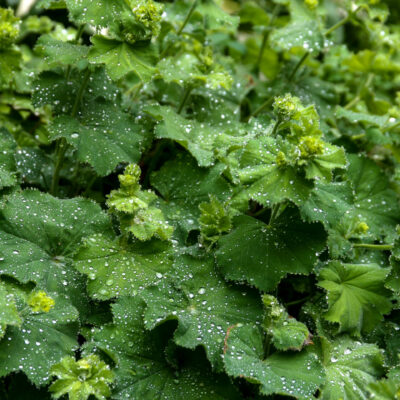 BIO Frauenmantel – Alchemilla vulgaris (im Topf)