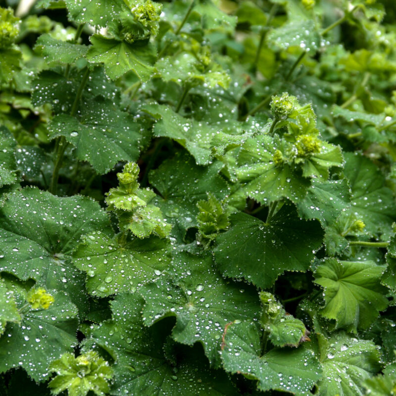 BIO Frauenmantel – Alchemilla vulgaris (im Topf)