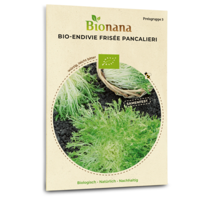 Bio-Endivie Frisée „Pancalieri“