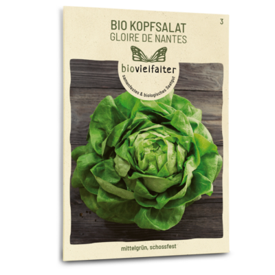 BIO Kopfsalat Gloire de Nantes