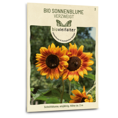 BIO Sonnenblume verzweigt