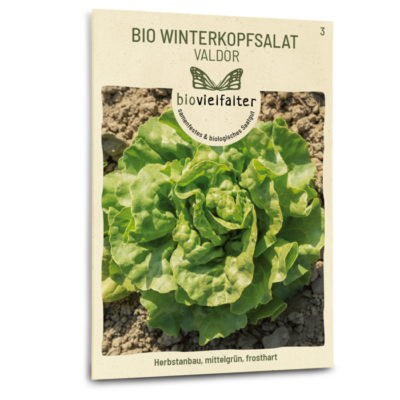 BIO Winterkopfsalat Valdor