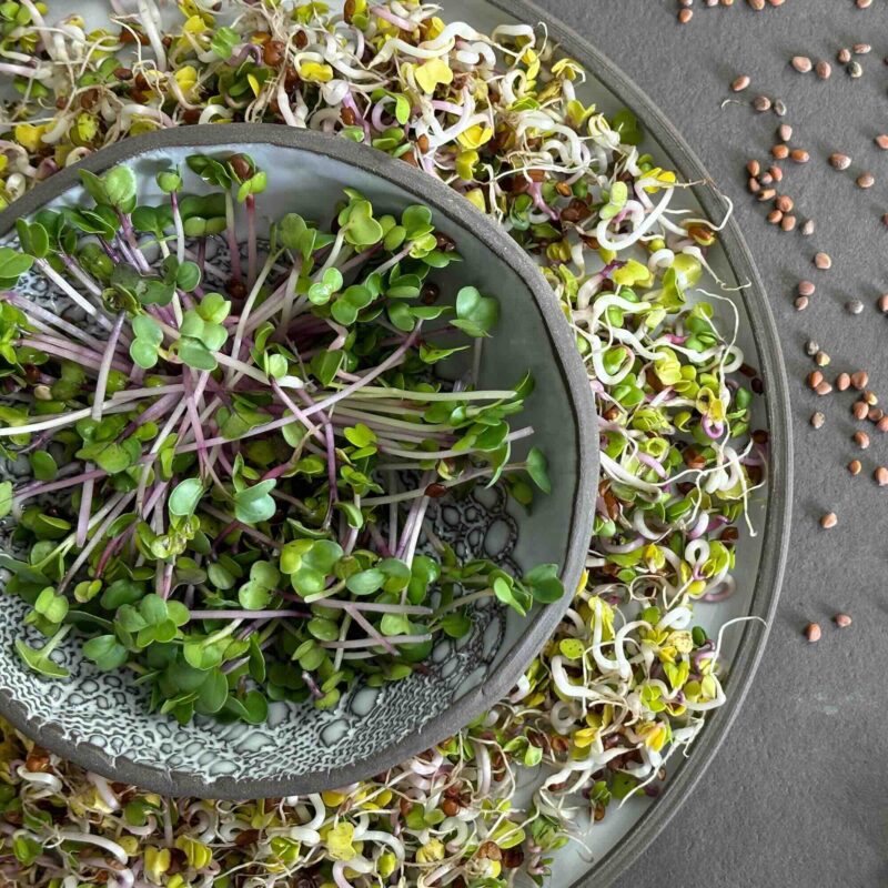 Vorteilsmenge: BIO Sprossen / Microgreens Radieschen – Bild 2