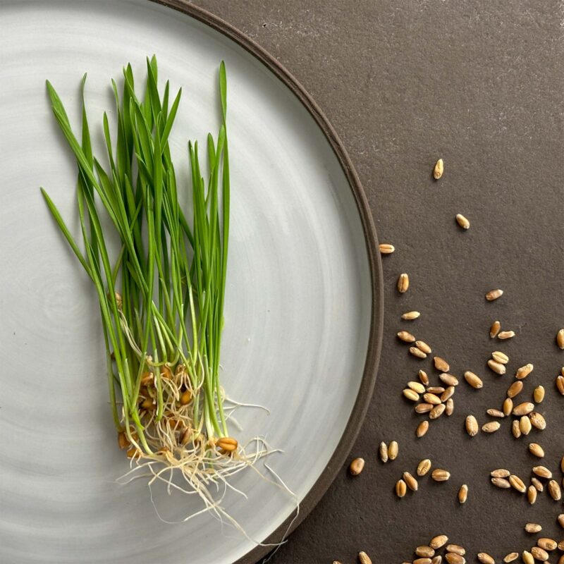 BIO Sprossen / Microgreens Weizengras – Bild 3