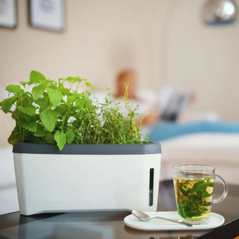 Kräutertopf HARRY HERBS – Bild 7