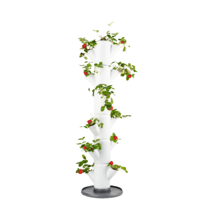 Erdbeerbaum SISSI STRAWBERRY