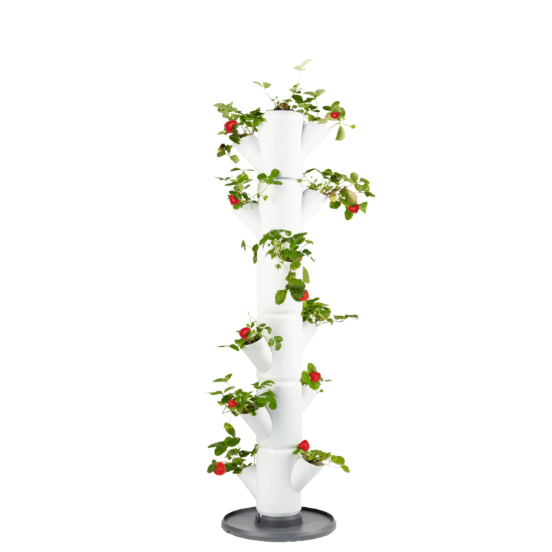 Erdbeerbaum SISSI STRAWBERRY
