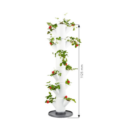 Erdbeerbaum SISSI STRAWBERRY