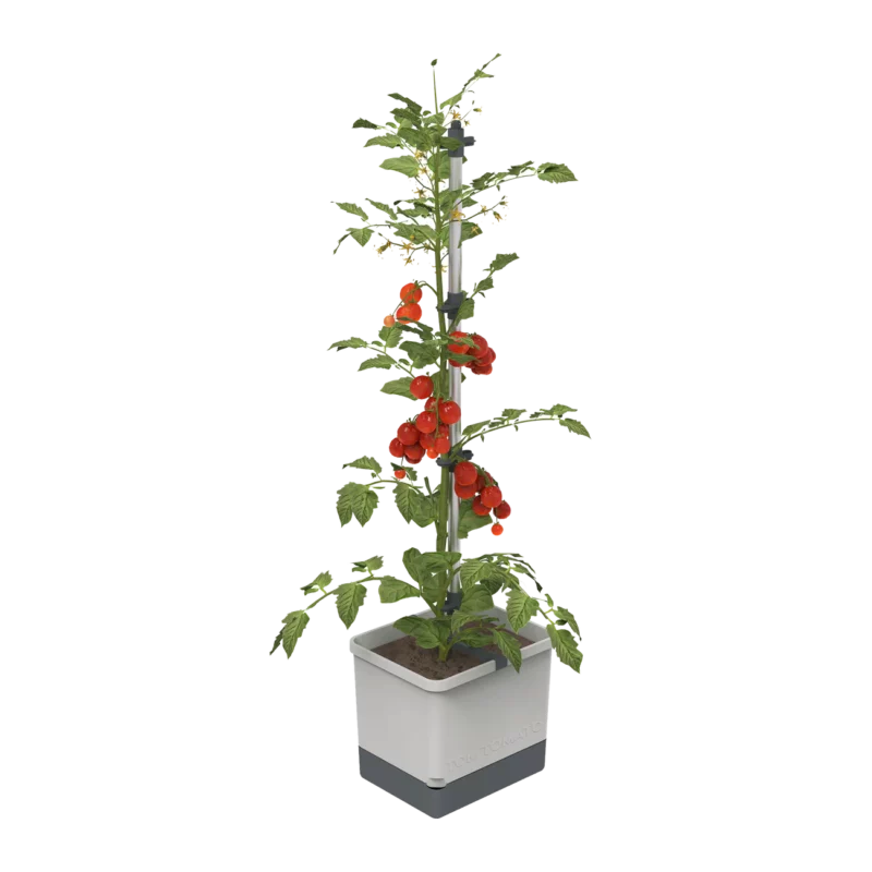 Tomatentopf TOM TOMATO