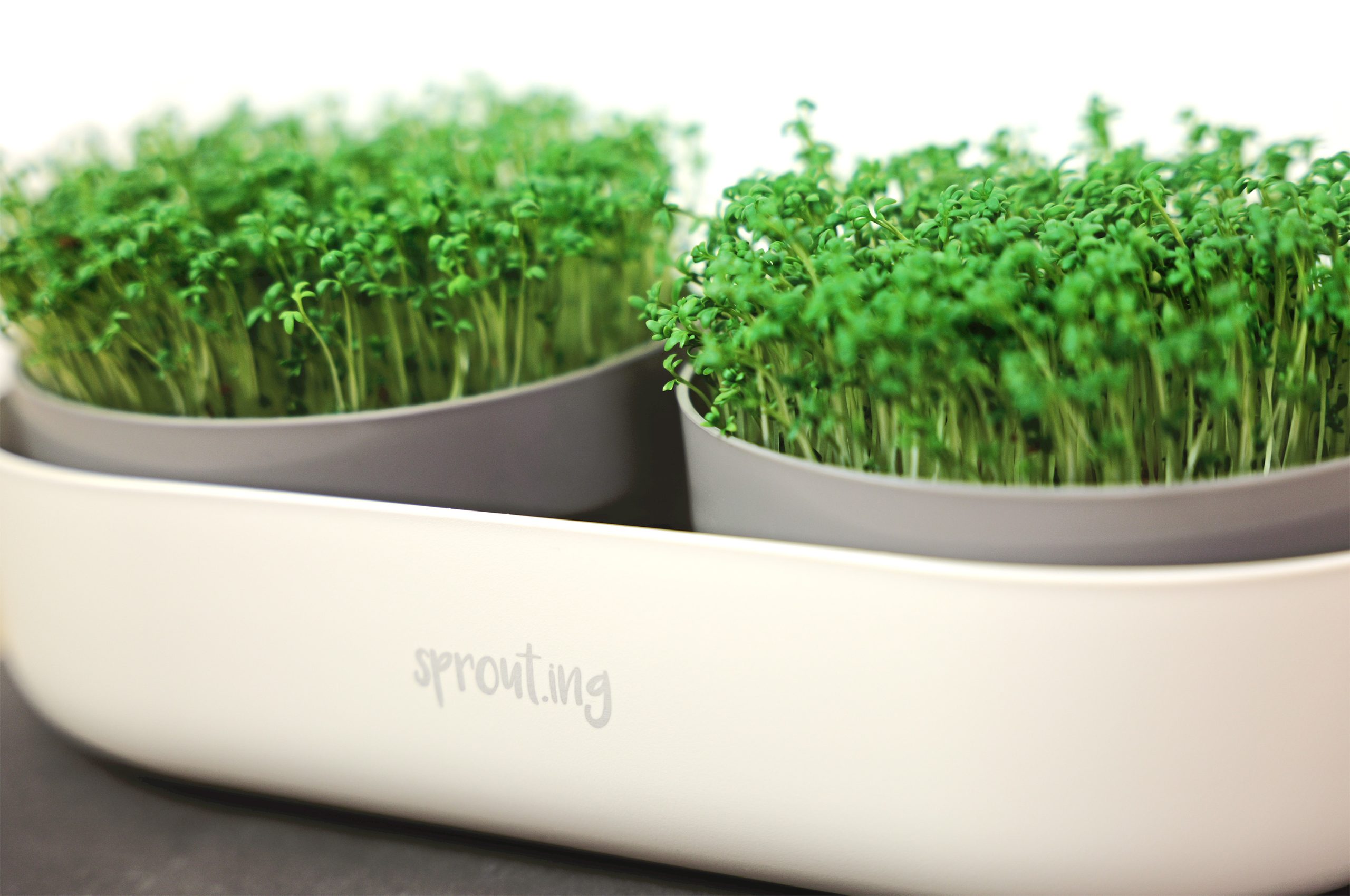 Vorteilsmenge: BIO Sprossen / Microgreens Kresse