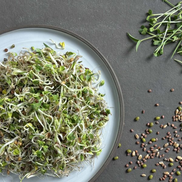 Fitness Sprossen Mix Sprout.ing Sprossen und Microgreens