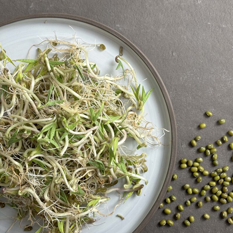 Vorteilsmenge: BIO Sprossen / Microgreens Mungbohne – Bild 2