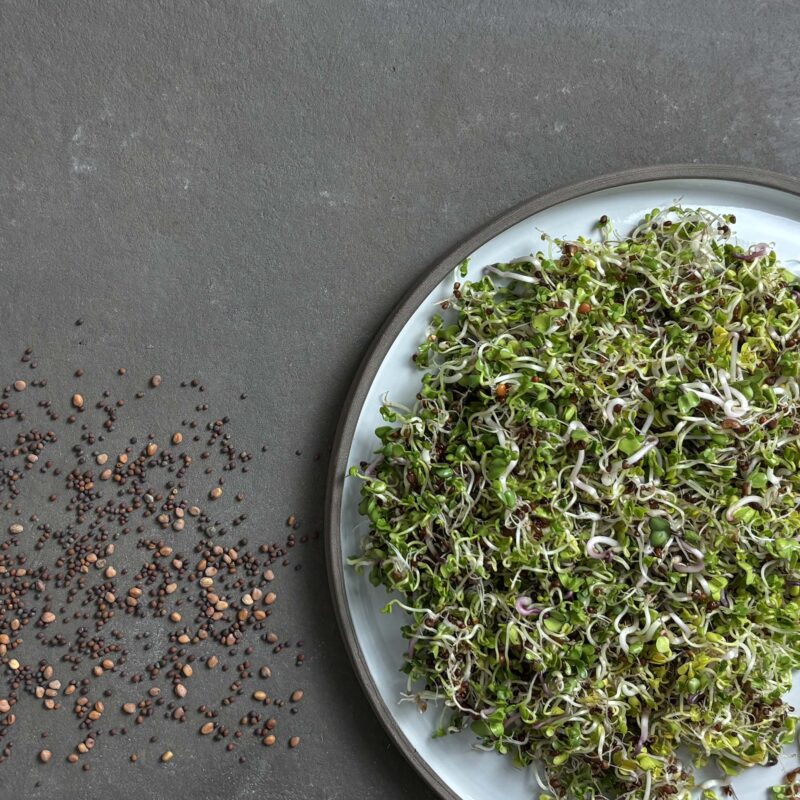 Vorteilsmenge: BIO Sprossen / Microgreens Power Sprossen Mix