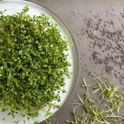 Vorteilsmenge: BIO Sprossen / Microgreens Brokkoli