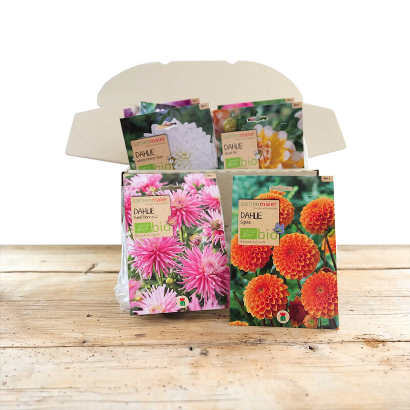 BIO Frühlingsaktionspaket Dahlien