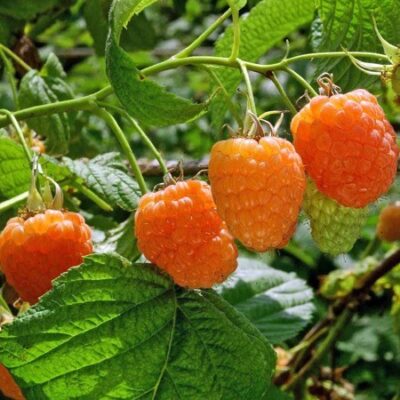 Bio-Himbeere „Valentina“