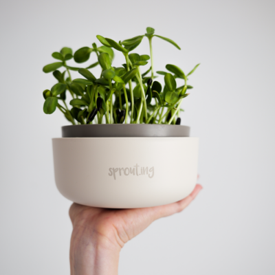 BIO Sprossen / Microgreens Sonnenblumen