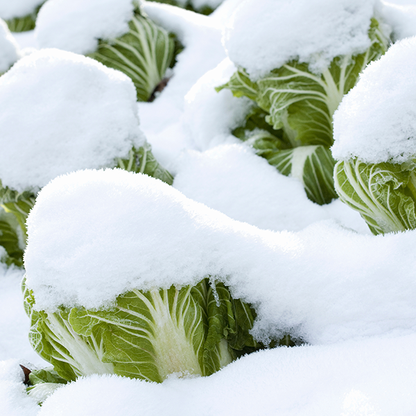 Überwinterungsgemüse Chinakohl